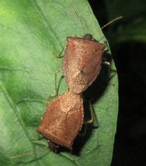 Euschistus obscurus