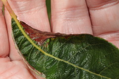 Phyllonorycter hilarella