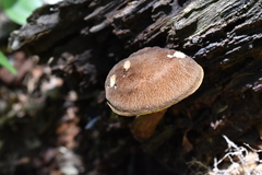 Boletellus chrysenteroides