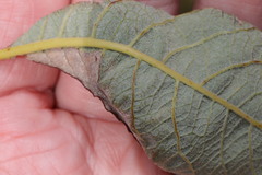 Phyllonorycter hilarella