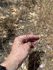 Lessingia arachnoidea