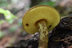 Boletellus chrysenteroides