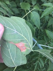 Pterygota