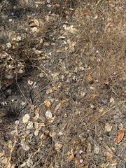 Lessingia arachnoidea