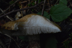 Suillus viscidus
