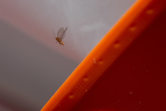 Lachesillidae