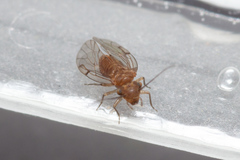 Lachesillidae
