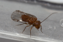 Lachesillidae