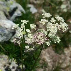 Mutellina purpurea