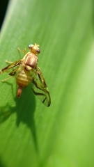 Anastrepha fraterculus