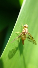 Anastrepha fraterculus