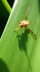 Anastrepha fraterculus