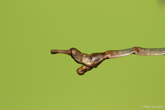 Diapheromera calcarata