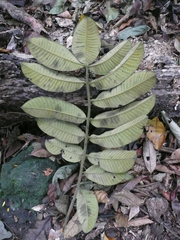 Trichilia tessmannii