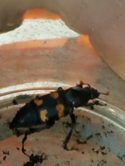 Nicrophorus carolina