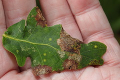 Macrodiplosis pustularis