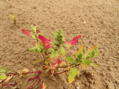 Chenopodium acerifolium