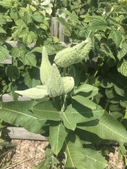 Asclepias syriaca