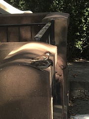 Passer domesticus