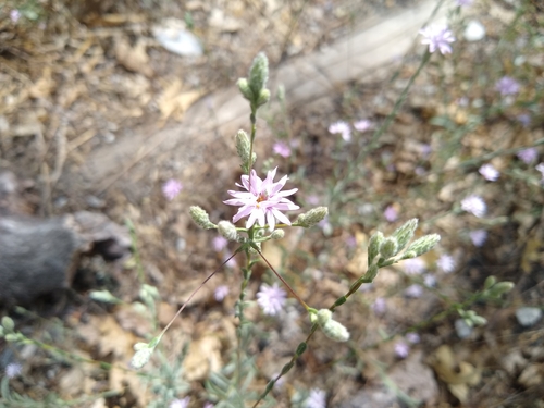 Image of Sierra Lessingia (Lessingia leptoclada) by (c) Quinn Shemet, some rights reserved (CC BY)