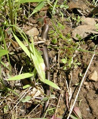 Plestiodon anthracinus