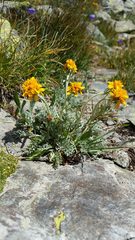 Jacobaea incana