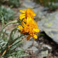 Jacobaea incana