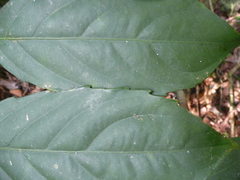 Dasylepis racemosa