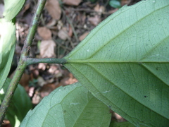 Dasylepis racemosa