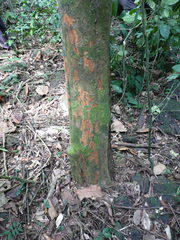 Dasylepis racemosa