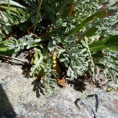 Jacobaea incana