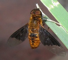 Chrysanthrax cypris