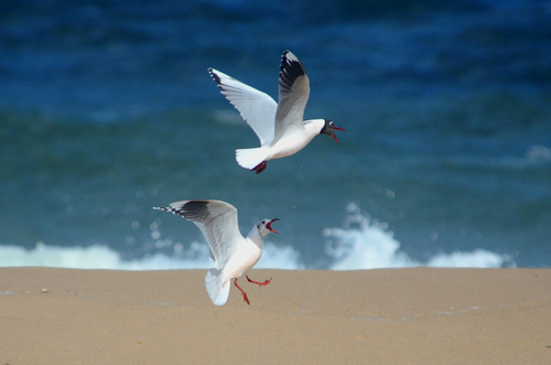 Brown-hooded Gull｜褐头鸥 参考照片