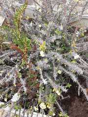 Magnoliopsida