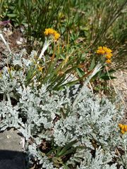 Jacobaea incana