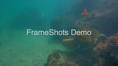 Halichoeres californicus