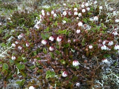 Harrimanella hypnoides