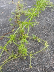 Galium spurium