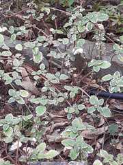 Magnoliopsida