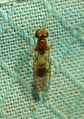 Sargus elegans