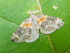 Dysstroma hersiliata