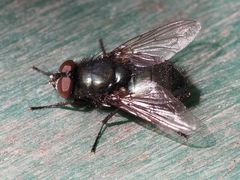 Protophormia terraenovae