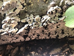 Inonotus glomeratus