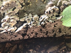 Inonotus glomeratus