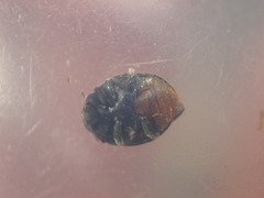 Rhyzobius forestieri