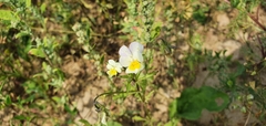 Viola × contempta