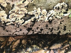 Inonotus glomeratus