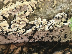 Inonotus glomeratus