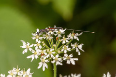 Gasteruption caucasicum