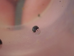 Rhyzobius forestieri